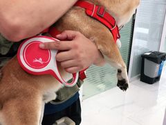 -纳吉亚猫专科动物诊疗中心(蒋宅口分院)