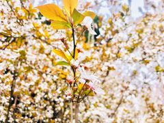 -上海市龙华烈士陵园