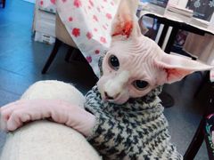 -猫色咖啡·猫咖