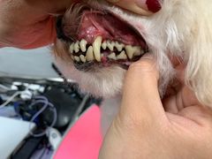 -宠福鑫康馨动物医院·骨科·眼科