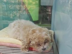 -FAELING PETS美天灵宠物(合生汇店)