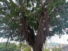 -石炮台公园