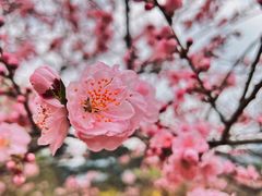 -国家植物园