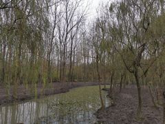 -溱湖国家湿地公园