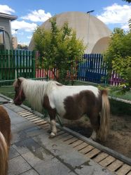 -萌宠亲子动物乐园(槐房万达店)