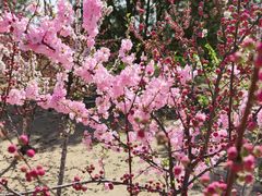 -大兴滨河森林公园