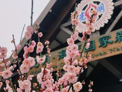 -上海海湾国家森林公园