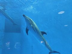 -海合安成都极地海洋公园