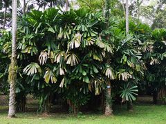 -中国科学院西双版纳热带植物园
