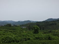 -龙坞茶村