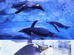 -芜湖新华联大白鲸海洋公园