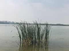 -丁香湖公园