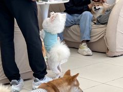 -怪兽屋·羊驼·猫咖·狗咖(俊华广场店)