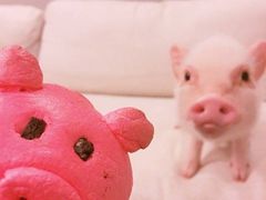 -喜鹊茶点.啫煲(车陂店)