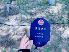 -大兴滨河森林公园