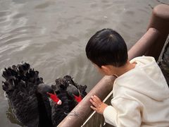 -鹅湖玫瑰文化园