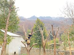 -卧龙中华大熊猫苑神树坪基地