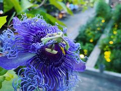 -毛辣果·酸(OHA复兴西路店)