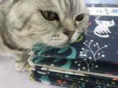 -喵的天空名猫咖啡馆·撸猫·猫舍·用品