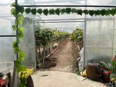 -马陆小张葡萄园农家乐