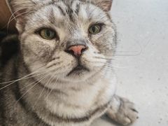 -Cappucimeow猫咪咖啡馆(韦伯时代店)