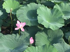 -洪湖生态旅游区