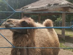 -哈尔滨北方森林动物园