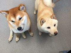 -喜柴咖啡·柴犬狗咖