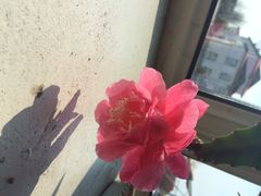 iphone_upload_pic-百味园饺子馆