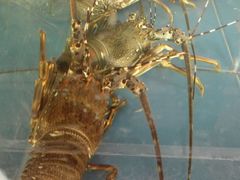 -龙溪海鲜酒家(溪涌店)