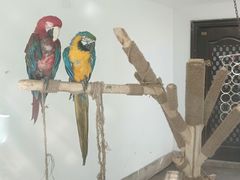 -青藏高原野生动物园