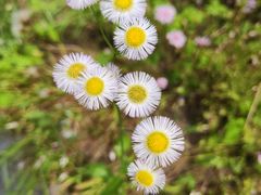 -花开海上生态园