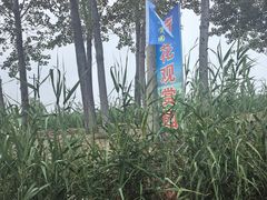 -白洋淀景区