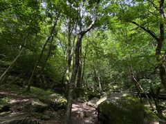 -牛背梁国家森林公园