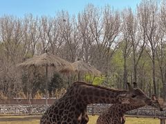 -北京野生动物园