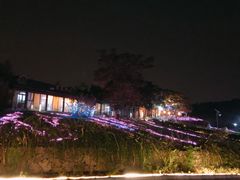 -大塘金香草谷