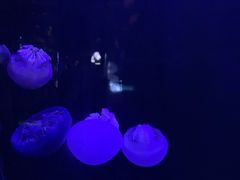 -青岛海底世界-水族馆