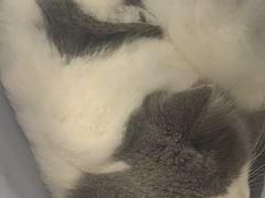 -艾贝尔宠物医院 ·中兽医·宠保定点(北门桥店)