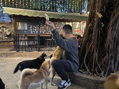 -柴犬高等学院·狗咖·柴犬售卖·宠物训练