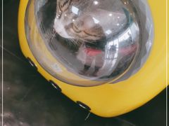 -中农大我爱我爱动物医院·核磁CT·猫病·24小时夜诊中心(石佛营店)