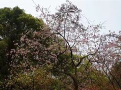 -武汉大学-樱园