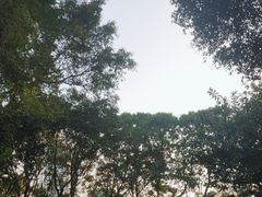 -莲花山公园
