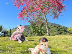-风云岭森林公园