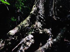 -西双版纳原始森林公园