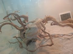 -喵园·猫主题咖啡厅·撸猫·猫咖(国贸店)