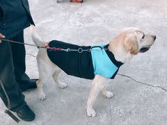 -宠物寄养训练学校