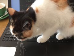 -平行世界·猫咖(首经贸店)