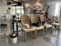 -共舞时光猫咖·狗咖(新街口店)