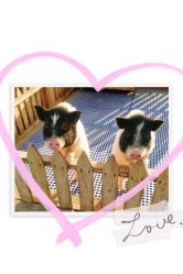 -萌宠亲子动物乐园(槐房万达店)