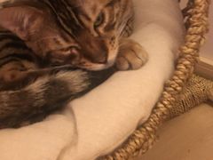 -猫腻·猫咖·撸猫馆(星光大道店)